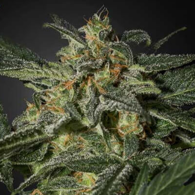 Barneys Farm White Widow XXL Auto